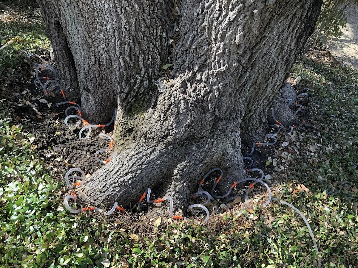 Detailed Tree Cabling and Bracing job site in Buchanan Dam