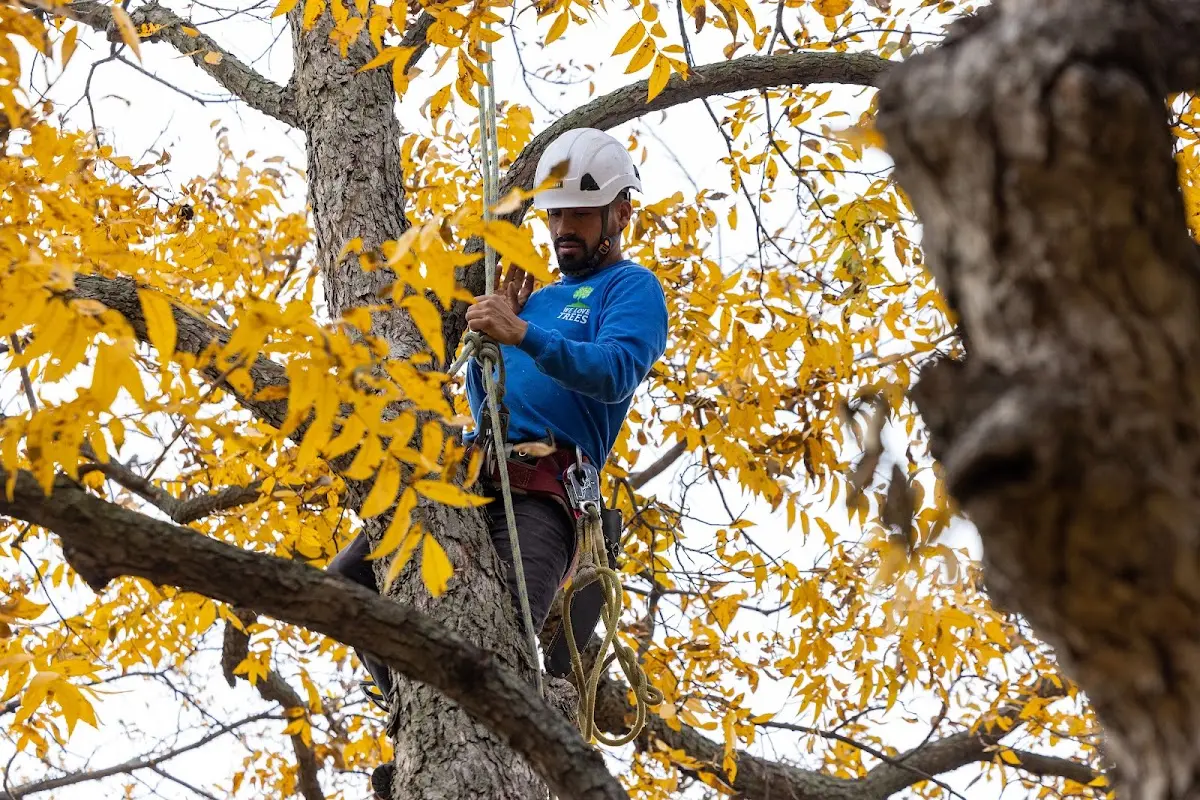 Skilled Tree Pruning crew working in Buchanan Dam