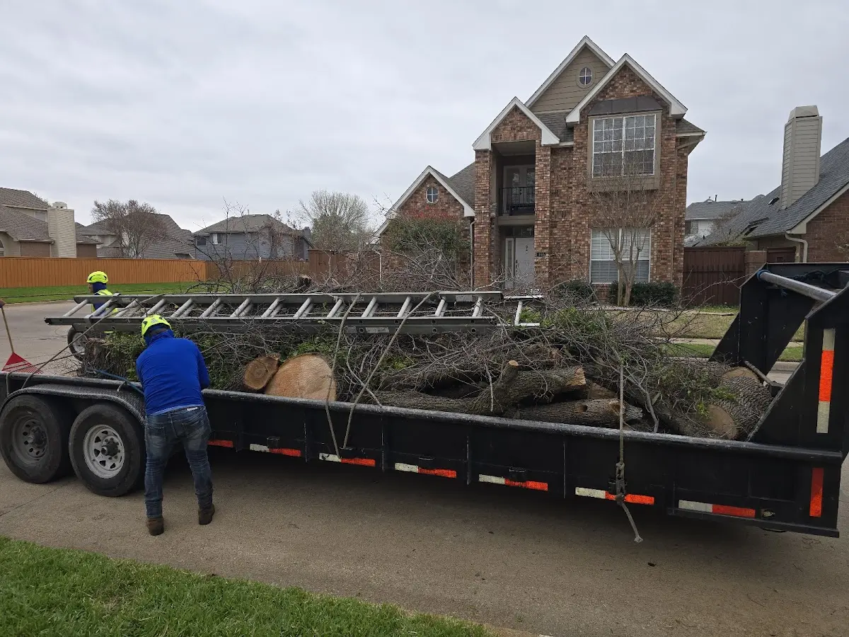 Expert Tree Removal with proper safety equipment in Buchanan Dam